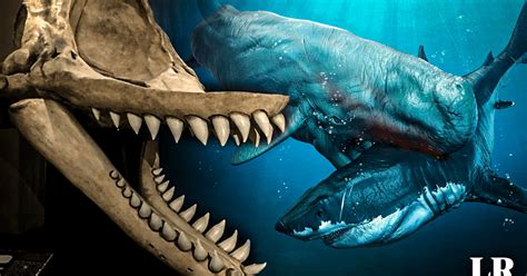 El megalodón tuvo un rival en el mar peruano: así era Levyatan, .
